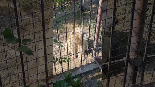 Немного лета в ленту ☀️ белому мишке жарко в Геленджике