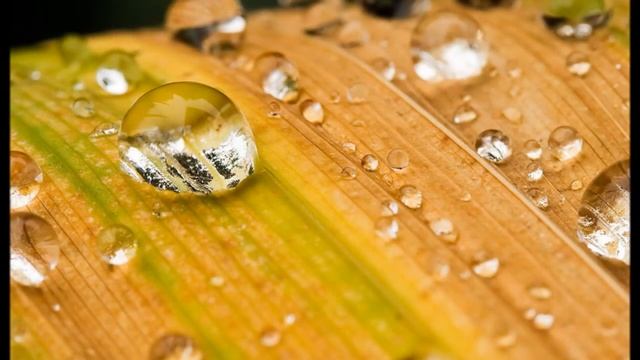 Анита Риц - Капелька росы смотреть онлайн