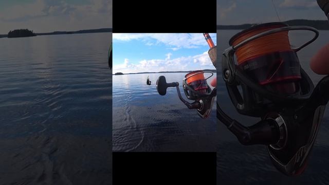 очень голодный окунь #fishing #fishingvideo #рыбалка