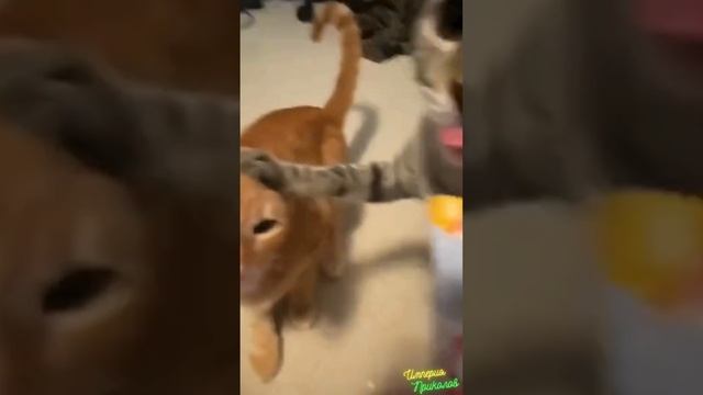 Завтрак ешь сам