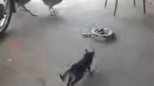Кошка душит змею