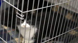 котенок плачет.