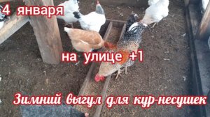 Зимний выгул для кур-несушек. Чем кормлю. Собираю яйца.