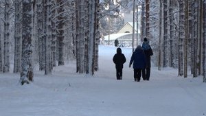 В Лесокультурном парке 4 Января 2025 г-Сегежа