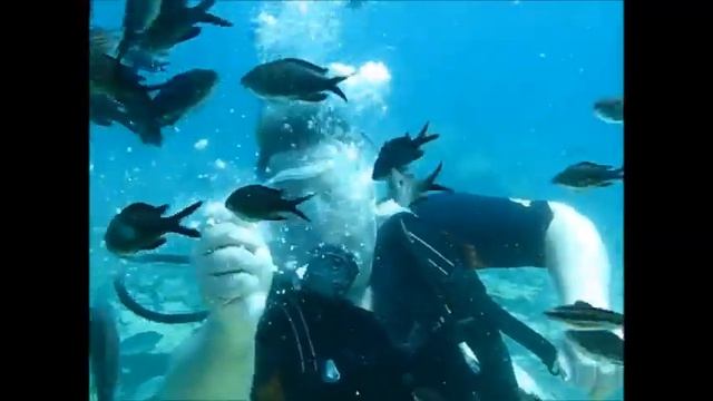 My First Diving Video смотреть онлайн