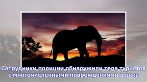 Бродячий слон насмерть затоптал двух туристов