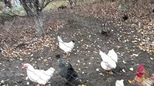 Работаем. День Рождения бабы Вали.