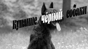 КУПАНИЕ ЧЕРНОЙ СОБАКИ