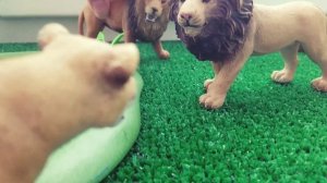 Сериал schleich "Равнинный прайд"