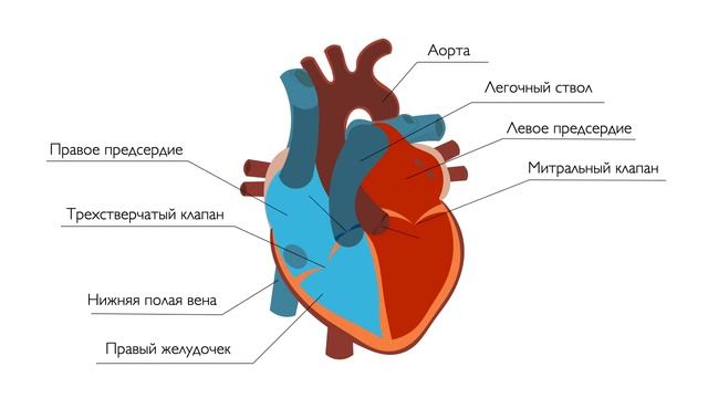 Анатомия сердца человека. The structure and anatomy of the heart