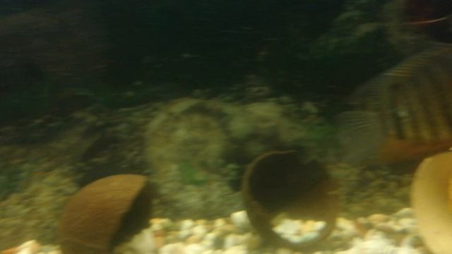 Скалярия. 🐠