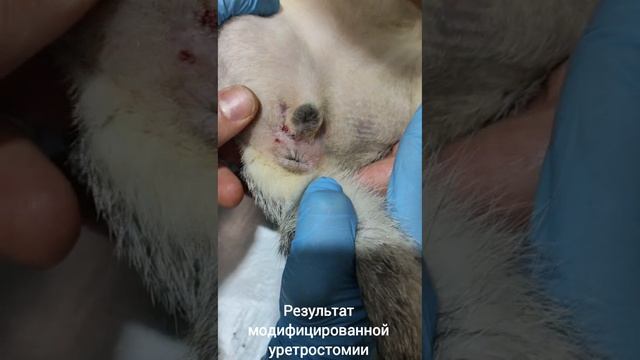 Восстановление мочеиспускания при помощи модифицированной уретростомии✨🐱