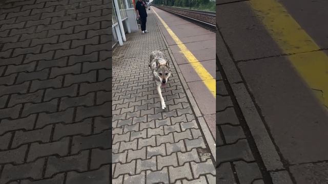 Волки, Добрый вечер! #shorts #волк #hunting #охота #wolf #hunt