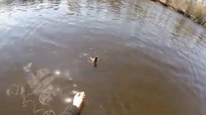 Тойсик 09 10 05 2014