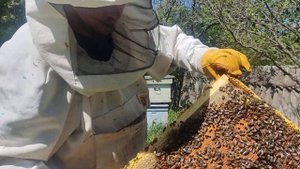 Майское развитие пчёл Карника линия Тройзек на Пешец.