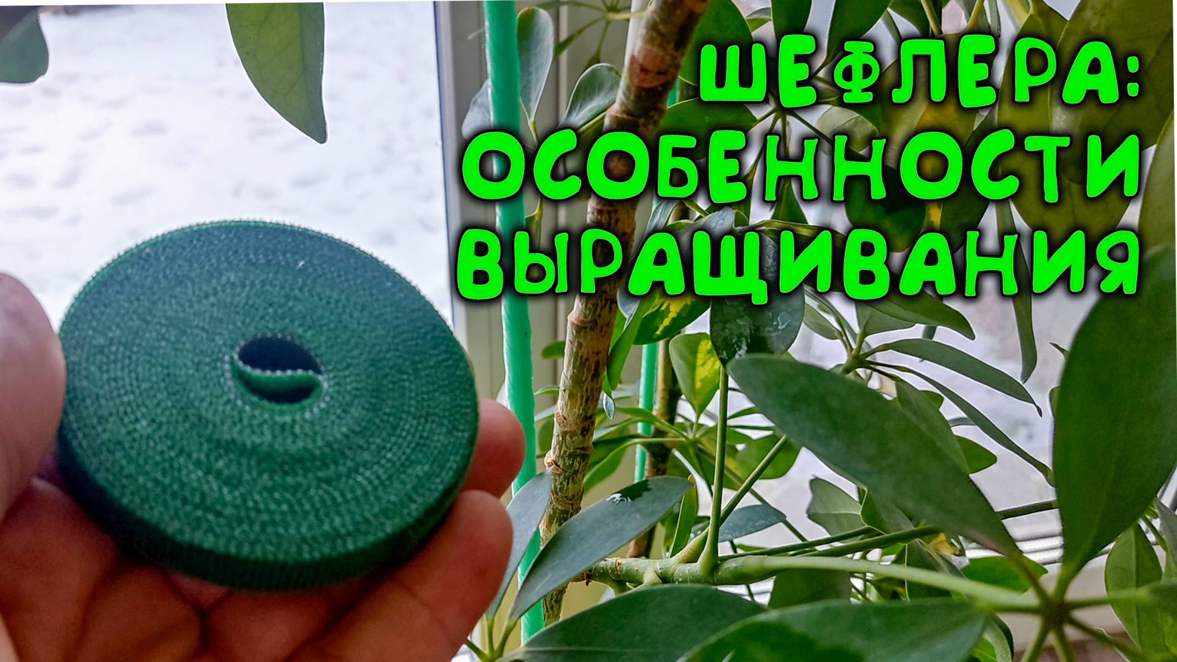 🤫 Вот это вы точно не знаете про ШЕФЛЕРУ: 🌱уход и выращивание шефлеры для хорошего роста 💹