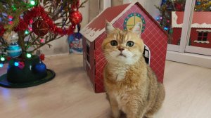 Новогодний дом для кота🥳🎅