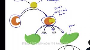 Paracrine Signaling Song