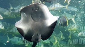 КОРМЛЕНИЕ СКАТОВ ФУКУОК ВЬЕТНАМ
FEEDING STINGRAYS VIETNAM