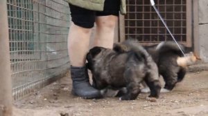 кавказская овчарка