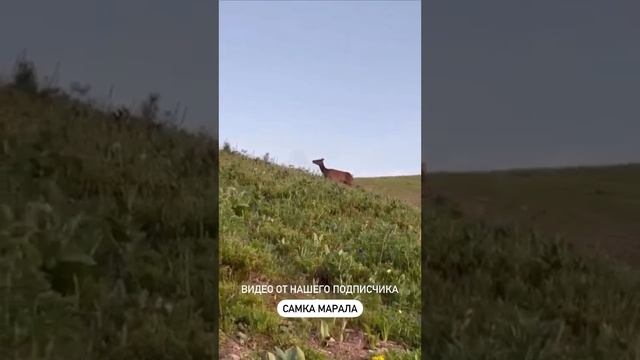 Встретил самку марала. видео от нашего клиента #shorts #спектроптик #hunting #трофей #hunt #охота