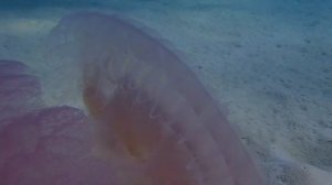 Ядовитую огромную медузу встретили дайверы на Пхукете!