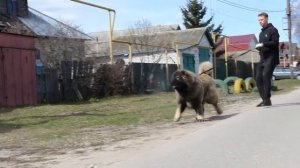 кавказская овчарка