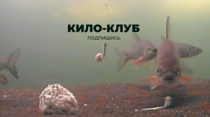 А на чёрного черта мы поймаем чебака... Чебачок!
