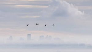 6 лунный день медитация "Журавль, облака"