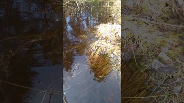 Сосновый бор в Карелии. Гнездо лягушек и просто красота.