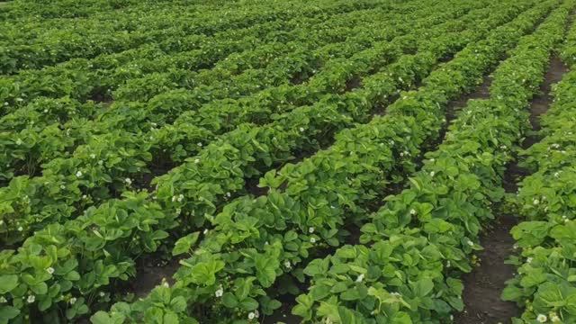 Как быстро размножить саженцы клубники! Мой маточник) смотреть онлайн