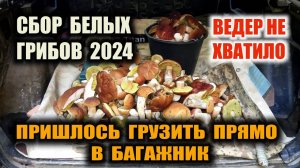 БЕЛЫЕ ГРИБЫ. СБОР БЕЛЫХ ГРИБОВ 2024. Ведер не хватило - пришлось грузить в багажник Вот это сезон!!!