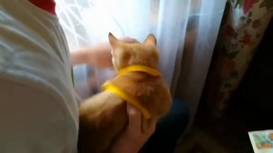 Как правильно одевать коту ошейник