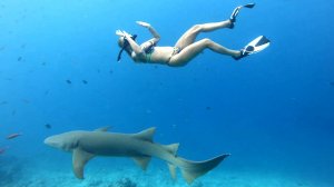 АКУЛЫ МААФУШИ МАЛЬДИВЫ
MAAFUSHI SHARKS MALDIVES