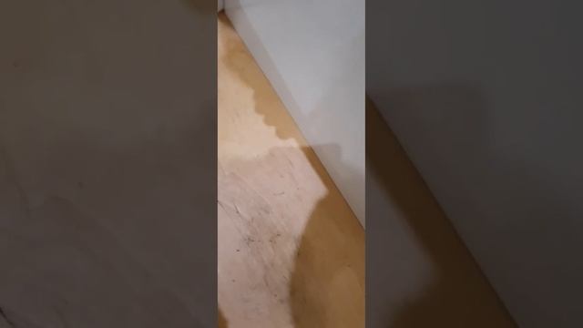 Как хомяки делают хомячат  Хомяки женятся  Свадьба у хомяков.