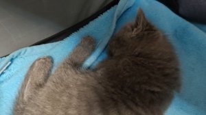 Котята январь 2025.mp4