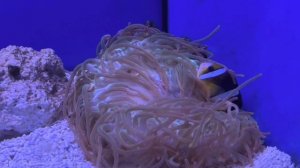 Рыбка + актинии = любовь)) аквариум - Иерусалим 🇮🇱👍