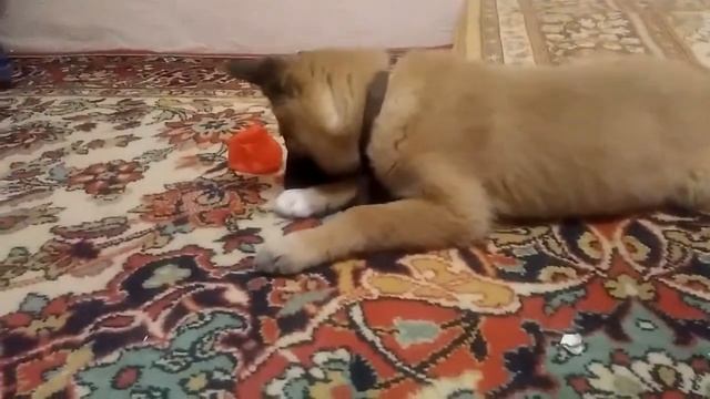 Щенок играет смотреть онлайн