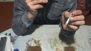 Дегустация пасынков табака
