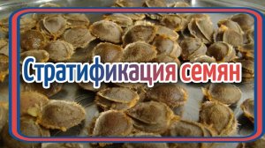 Стратификация семян, косточек