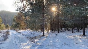 Лес на берегу реки Ташенка. Касимов