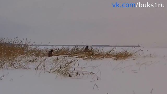 Мототолкач Ураган Тайга по рыхлому снегу в кустах и камышах смотреть онлайн