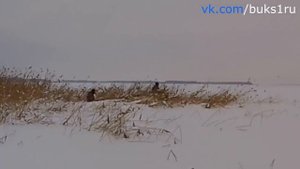 Мототолкач Ураган Тайга по рыхлому снегу в кустах и камышах