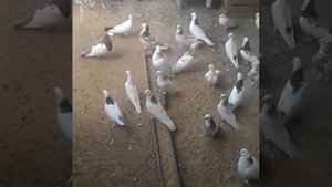 Голуби Волгоград