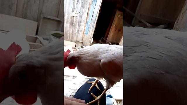 курица умная