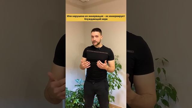 Как блуждающий нерв влияет на рефлюкс и ГЭРБ. Это надо знать! #блуждающийнерв #nervusvagus #vagus