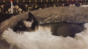 КОЛЫБЕЛЬ ДЛЯ КОШКИ | Сиамочка и полосатик
