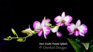 Реанимация дендробиума Splahs или укоренение крайних задних бульб