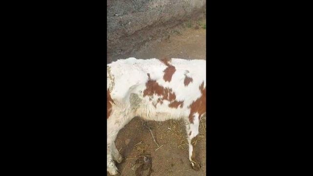 ТЕЛЕНОК ХУДОЙ НЕ ВСТАЕТ САМ И НЕ НАБИРАЕТ ВЕС. ЧТО ДЕЛАТЬ? смотреть онлайн