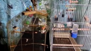 Птицы кушают грушу. Вроде бы им вкусно